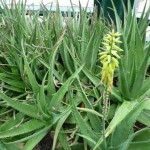 Aloe-Vera-11-150x150 in Natur-Wohlfühlzeit