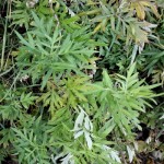 Beifuss-ganzII-150x150 in Neue Rubrik: Pflanze der Woche