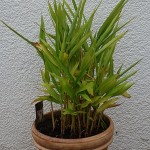Galgant-ganzII-150x150 in Neue Rubrik: Pflanze der Woche