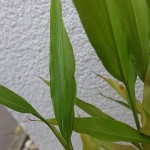 GalgantblattII-150x150 in Rubrik: Pflanze der Woche