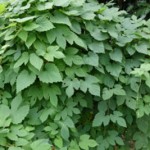 Hopfenbusch1-150x150 in Neue Rubrik: Pflanze der Woche