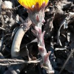 Huflattichst Ngel-II-150x150 in Rubrik: Pflanze der Woche