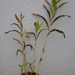 Ingwer-ganz-III-150x150 in Neue Rubrik: Pflanze der Woche