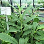 Kardamom-1-III-150x150 in Neue Rubrik: Pflanze der Woche