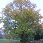 KastanienbaumII-150x150 in Neue Rubrik: Pflanze der Woche