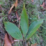 KastanienblattII-150x150 in Rubrik: Pflanze der Woche