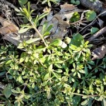 Klettenlabkraut-ganz-2-II-150x150 in Rubrik: Pflanze der Woche