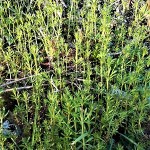 Klettenlabkraut-ganz-II-150x150 in Neue Rubrik: Pflanze der Woche