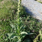 K Nigskerze-ganz-II-150x150 in Rubrik: Pflanze der Woche
