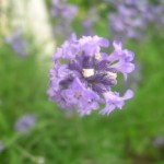 Lavendel-21-150x150 in Neue Rubrik: Pflanze der Woche