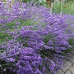 Lavendelhecke-150x150 in Neue Rubrik: Pflanze der Woche