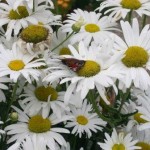 Margeriten-mit-Schmetterling-klein-150x150 in Rubrik: Pflanze der Woche