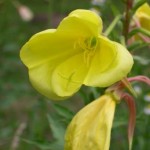 Nachtkerzenbl Te-gro -II-150x150 in Rubrik: Pflanze der Woche