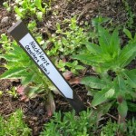 Nachtkerzenrosette-II-150x150 in Neue Rubrik: Pflanze der Woche