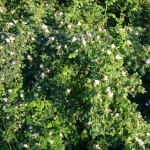 Rosenbusch1-150x150 in Neue Rubrik: Pflanze der Woche