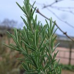 RosmarinnadelnII1-150x150 in Rubrik: Pflanze der Woche