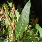 Sauerampferblatt-klein-e1588003084326-150x150 in Rubrik: Pflanze der Woche