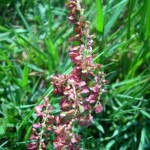 Sauerampferbl Te-klein-150x150 in Rubrik: Pflanze der Woche