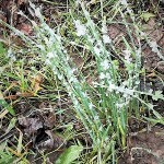 Schnittlauch-im-Schnee-III-150x150 in Neue Rubrik: Pflanze der Woche