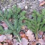 Tanne-FichtenzweigII-150x150 in Rubrik: Pflanze der Woche