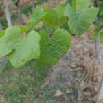 Weinbl Tter-150x150 in Neue Rubrik: Pflanze der Woche