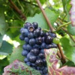 Weintrauben-blau-150x150 in Neue Rubrik: Pflanze der Woche