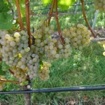 Weintrauben-hell-150x150 in Rubrik: Pflanze der Woche