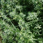 Wiesenlabkraut2-150x150 in Neue Rubrik: Pflanze der Woche