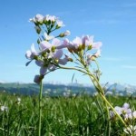Wiesenschaumkraut-2-klein-150x150 in Neue Rubrik: Pflanze der Woche